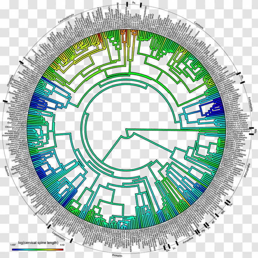 Circle Sports Venue Point Wheel Transparent PNG