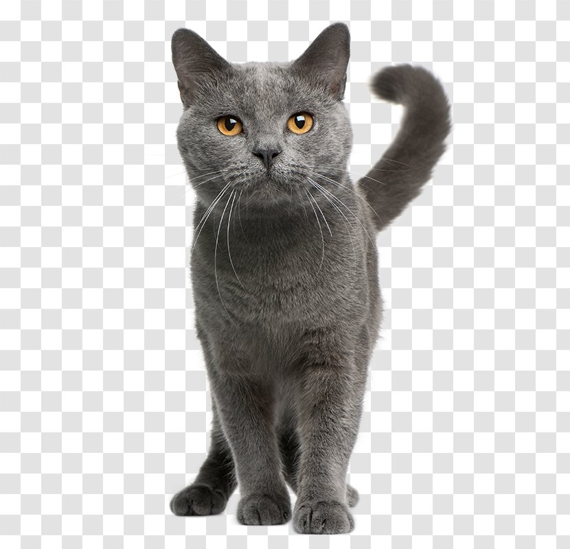 Kitten Chartreux Dog Domestic Short-haired Cat Pet - Stock Photography Transparent PNG