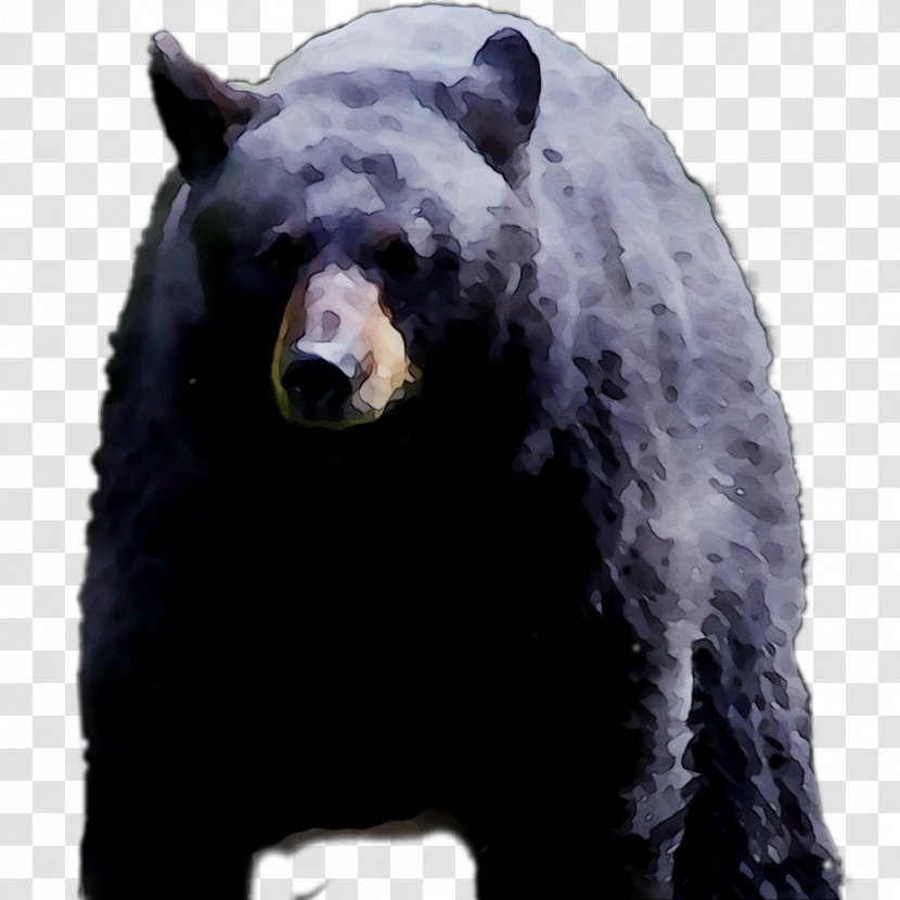 Grizzly Bear American Black Fur Terrestrial Animal - Mammal Transparent PNG