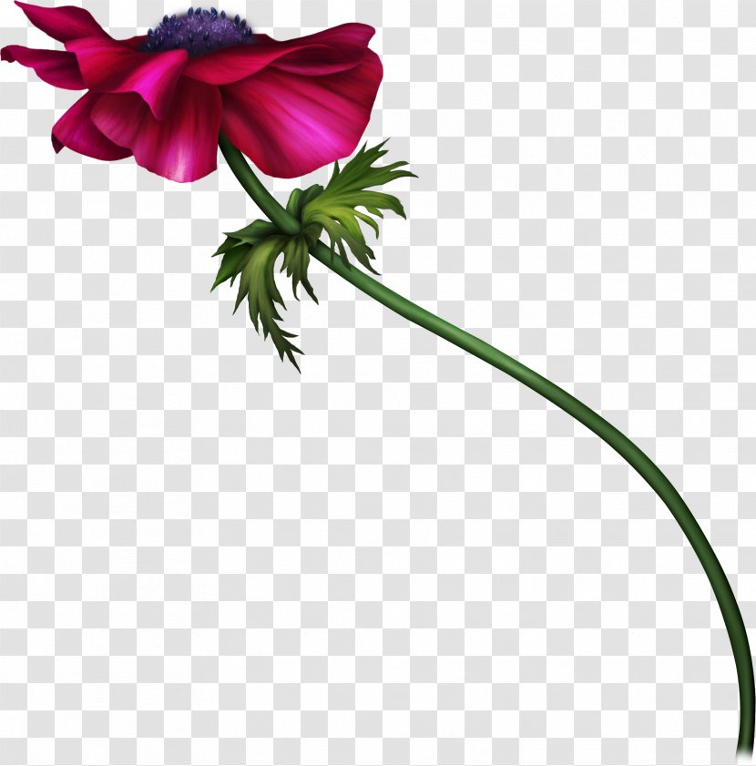 Floral Design Anemone Cut Flowers Plant Stem - Petal - Flower Transparent PNG