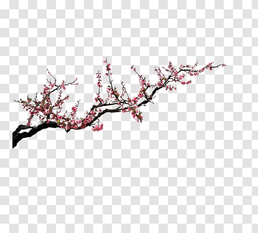 Download Preview Flower - Twig - Plum Pictures Transparent PNG