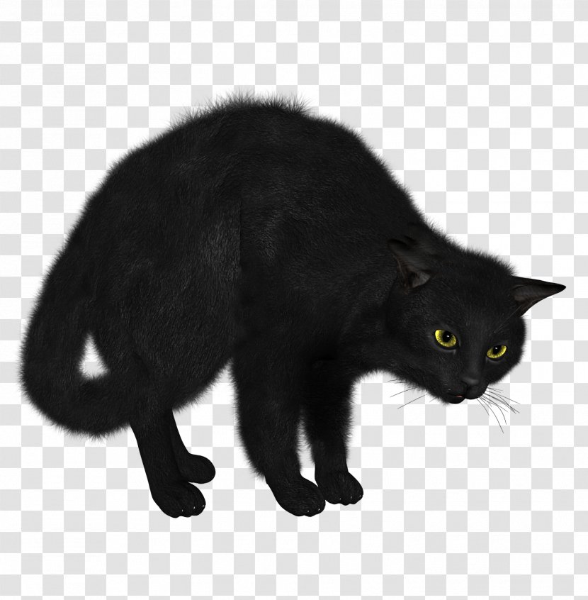 Kitten Sphynx Cat Black Clip Art Transparent PNG