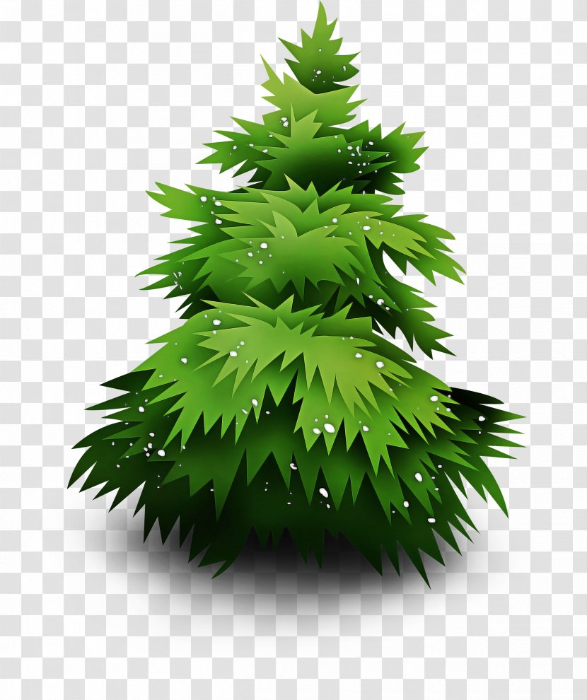 Christmas Tree - American Larch - Pine Family Transparent PNG