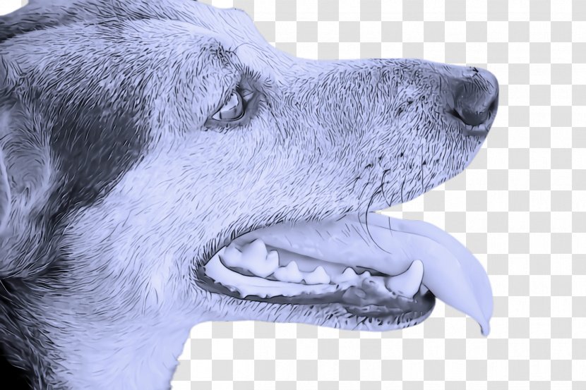 Dog Nose Head Snout Drawing - Jaw Transparent PNG