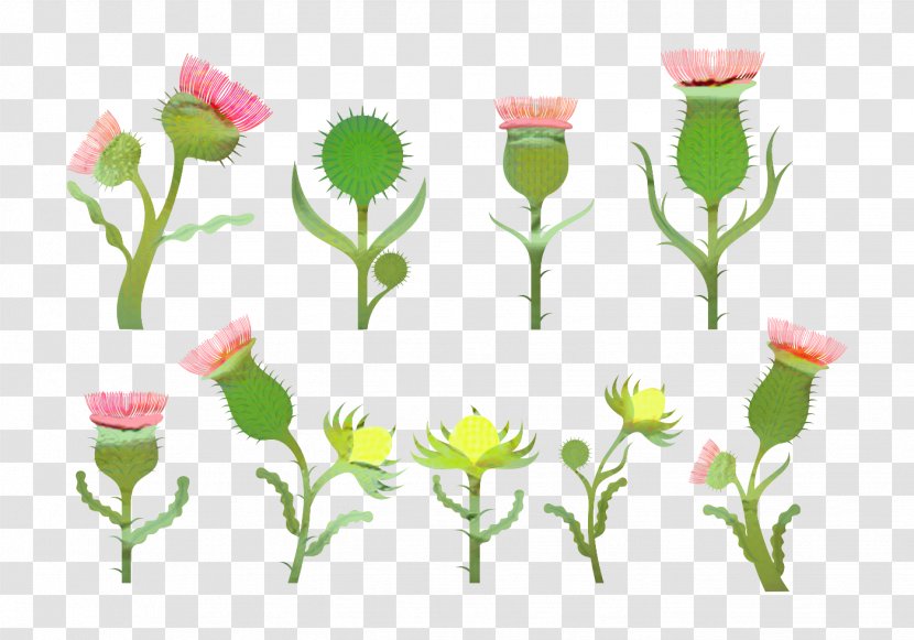 Flowers Background - Plant - Wildflower Pedicel Transparent PNG