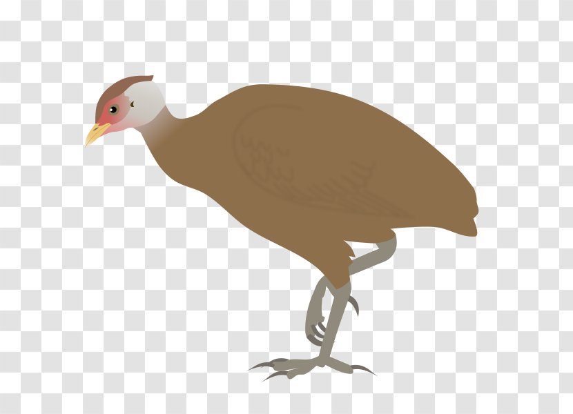 Galliformes Great Nicobar Island Bird Megapode Biosphere Reserve - Megapodius Transparent PNG