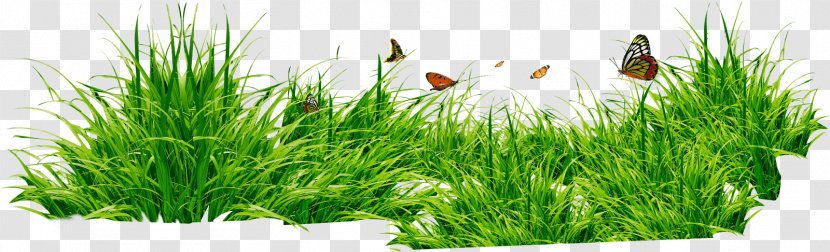 Lawn Clip Art - Grass Family - Commodity Transparent PNG