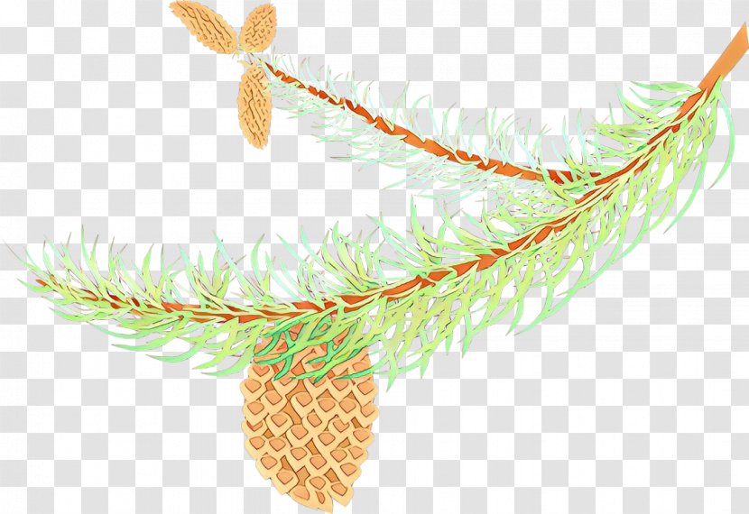 Feather - Fir - Pine Family Branch Transparent PNG