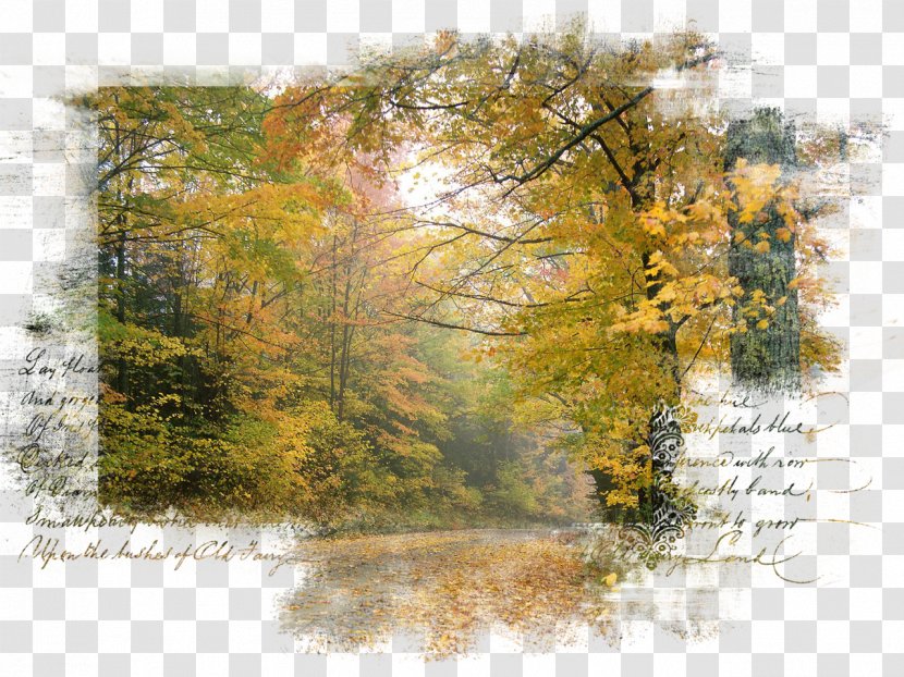 Landscape Nature Centerblog Art - Tree - Autumn Transparent PNG