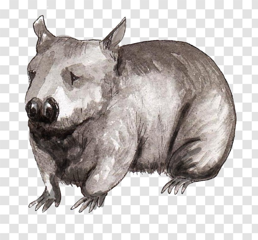 Wombat Wildlife Terrestrial Animal Snout - Fauna - Endangered Species Transparent PNG