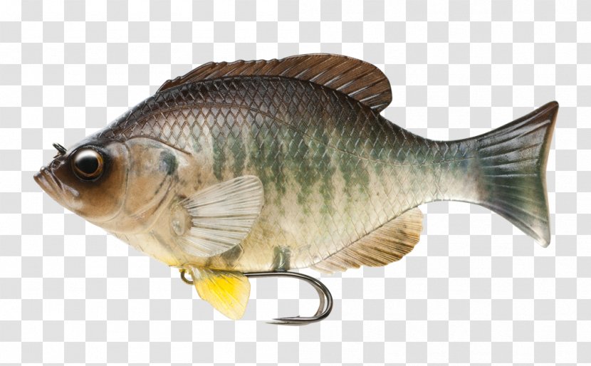 Freshwater Fish Gill Carp Transparent PNG