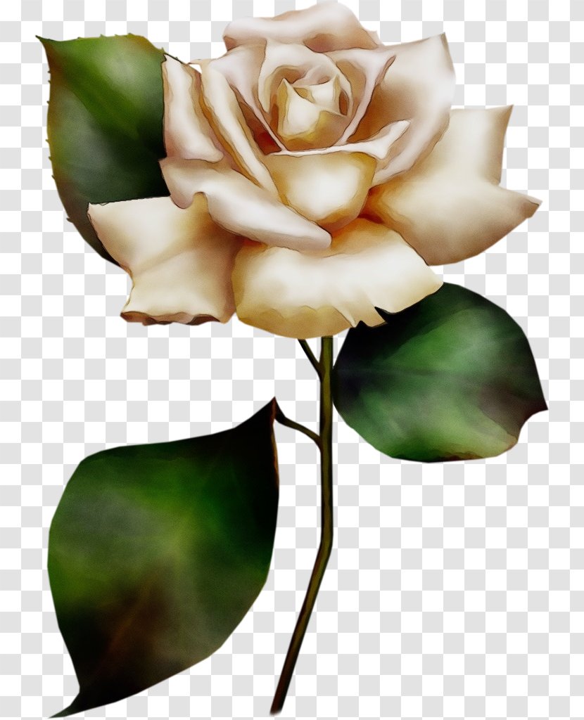 Watercolor Floral Background - Rose Family - Pedicel Artificial Flower Transparent PNG