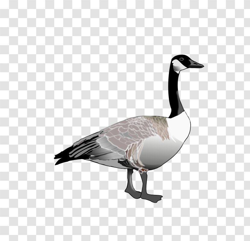 Canada Goose Bird Clip Art - Canadian Cliparts Transparent PNG