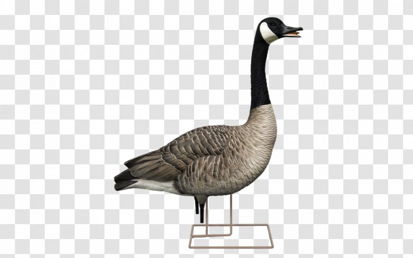 Canada Goose Decoy Duck - Waterfowl Transparent PNG