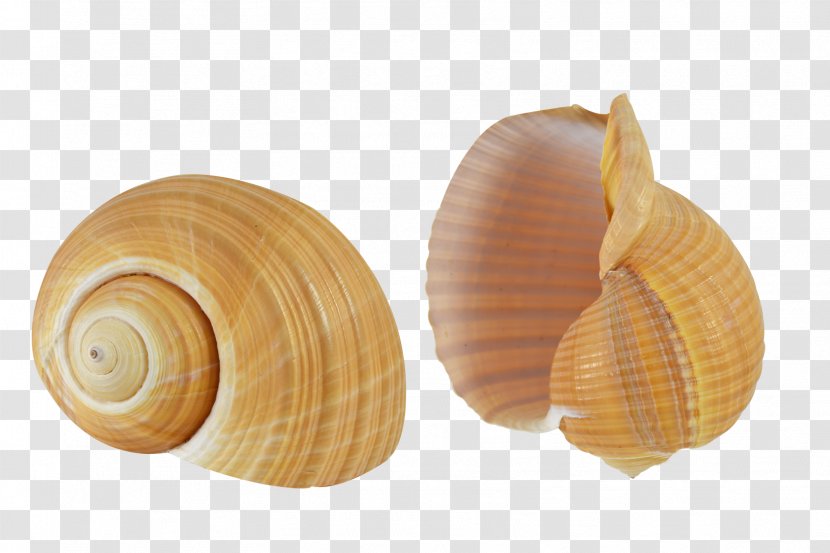 Seashell Cockle Conchology Sea Snail Molluscs - Mollusc Shell - SEA SHELL Transparent PNG