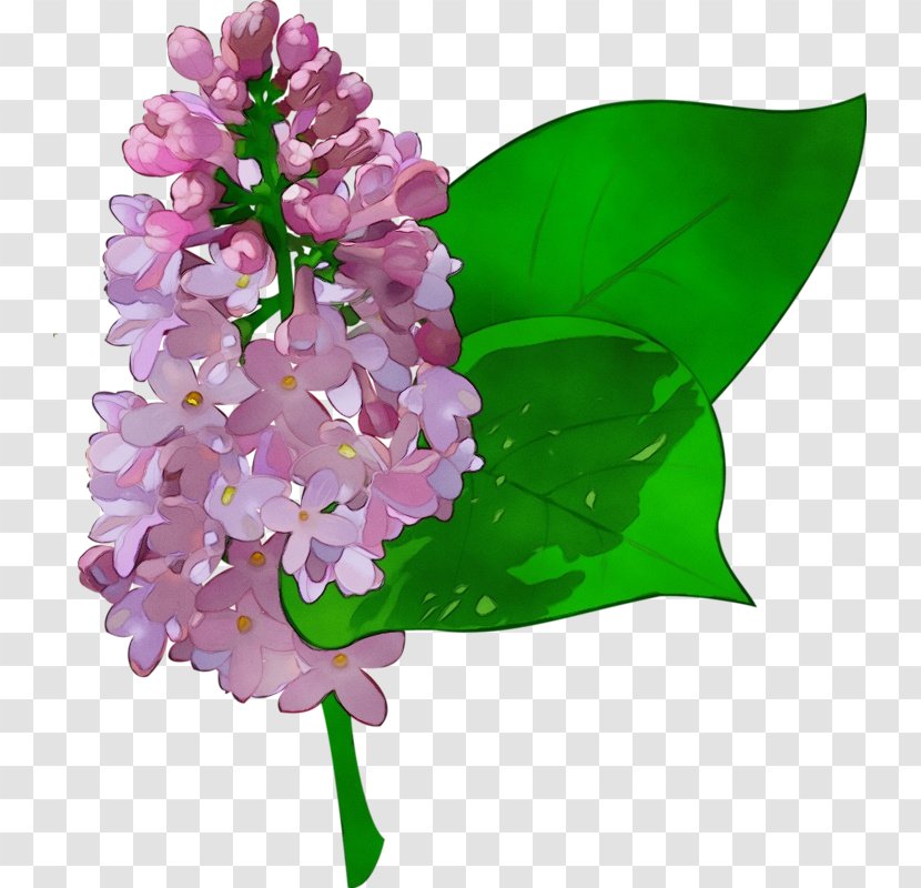 Flower Lilac Plant Cut Flowers - Petal Violet Transparent PNG