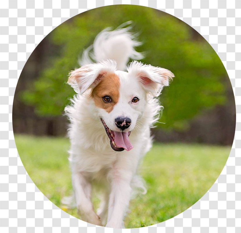 Dog Breed Australian Shepherd Border Collie Amyranth Pet Photography Puppy - Snout Transparent PNG