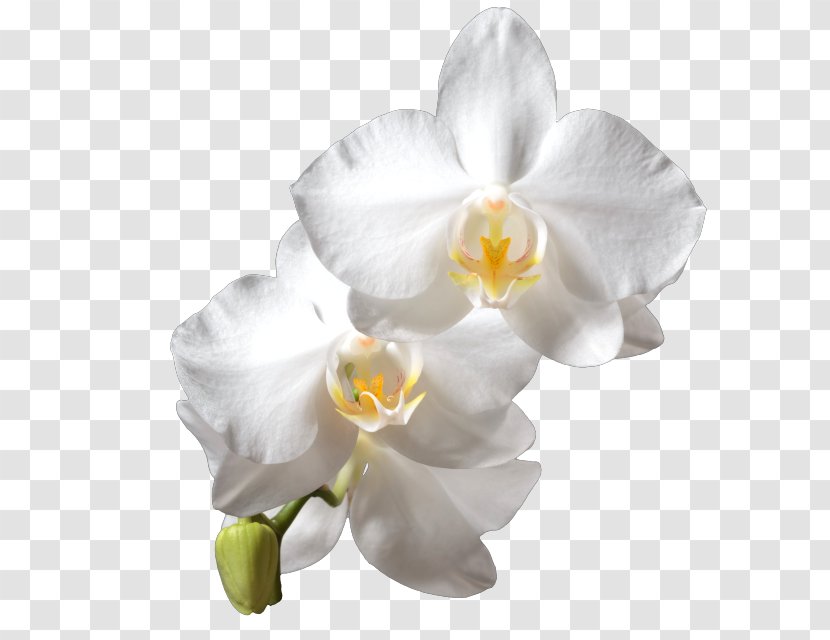 Moth Orchids White Cattleya - Rose - Drawing Transparent PNG