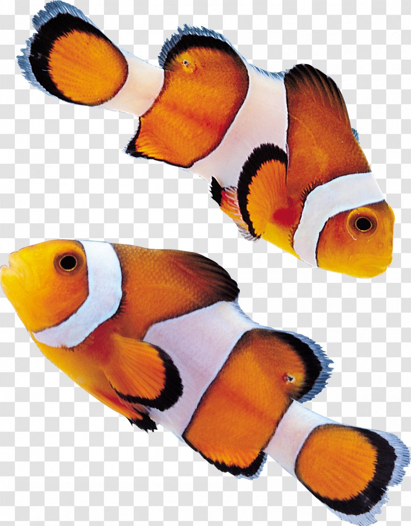 Fish Clip Art - Freshwater Transparent PNG