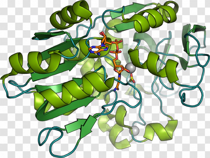 Biocatalysis Enzyme Chemistry Microorganism Transparent PNG