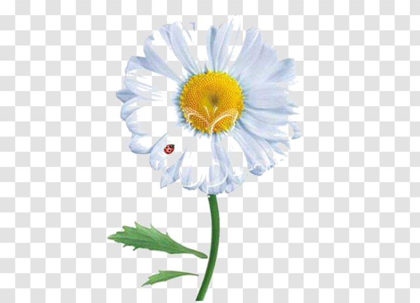 Common Daisy Desktop Wallpaper Clip Art - Gerbera - ÐºÐ¾Ð½Ñ„ÐµÑ‚Ñ‚Ð¸ Transparent PNG