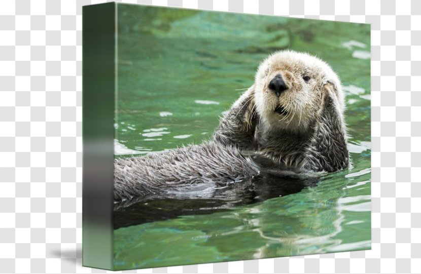 Sea Otter Greeting & Note Cards Monterey Bay Marine Mammal - Snout - Hear No Evil Transparent PNG