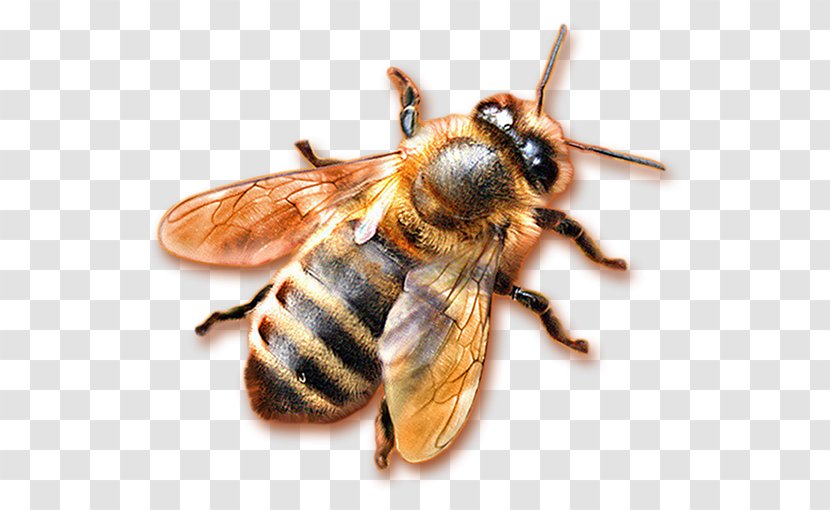 Honey Bee Hornet Honeycomb - Via Lactea Transparent PNG