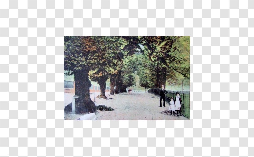 Painting Tree Transparent PNG