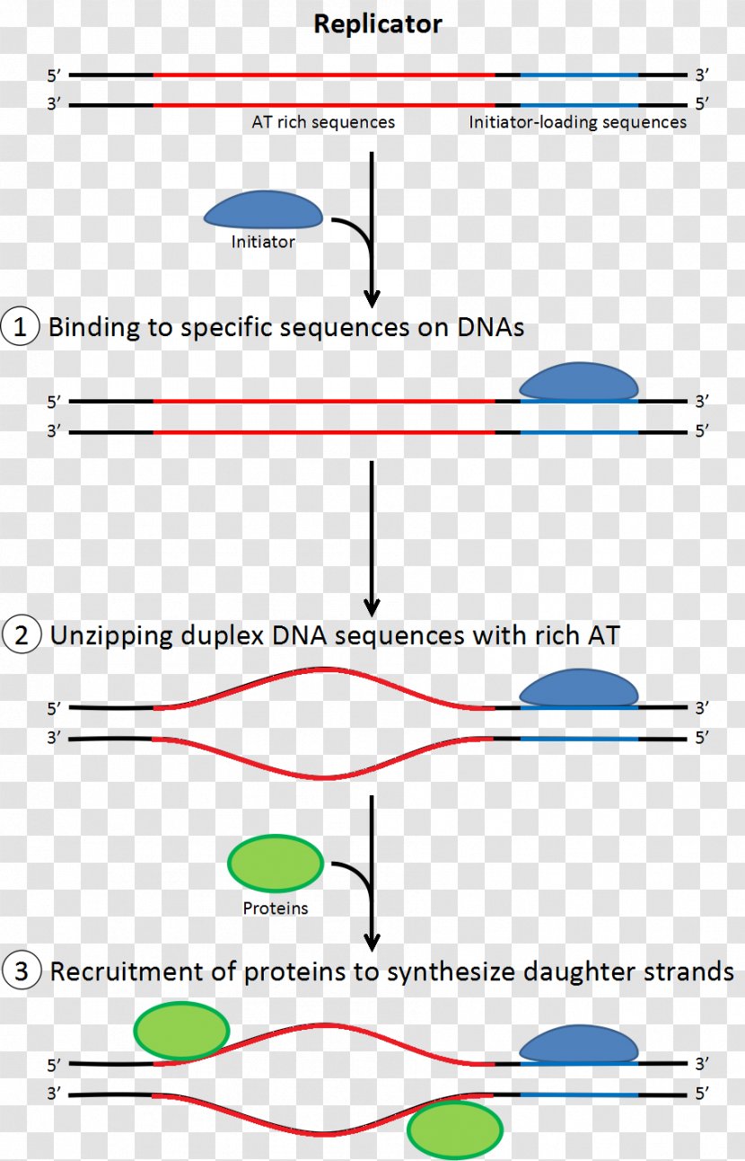 DNA Replication Translation Polymerase Single-stranded Binding Protein - Nucleotide Transparent PNG