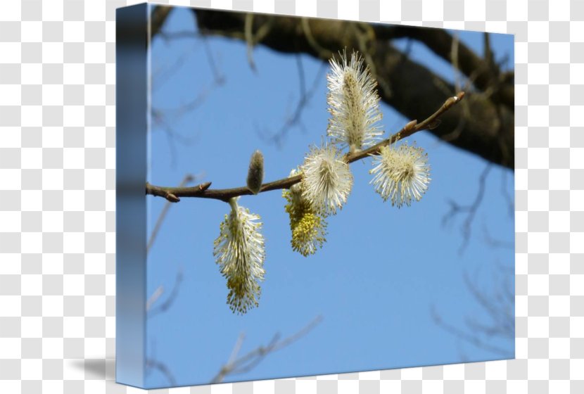 Twig Stock Photography Plant Stem Flower Transparent PNG