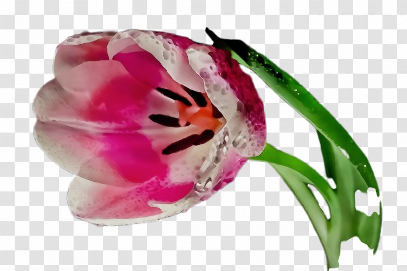 Tulip Cut Flowers Petal Close-up - Plant - Wildflower Lily Family Transparent PNG