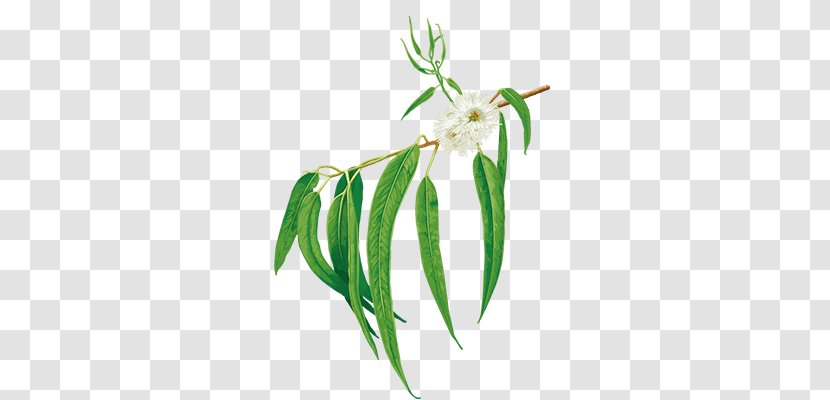 Grasses Plant Stem Leaf Commodity - Grass Family - Eucalyptus Oil Transparent PNG