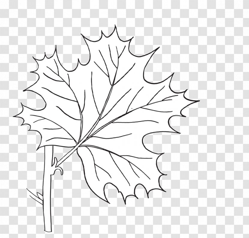 Twig Maple Leaf Drawing Floral Design Clip Art - Flower Transparent PNG