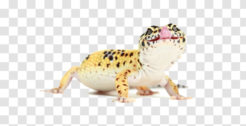 Reptile Common Leopard Gecko Lizard Photography - Animals Transparent PNG