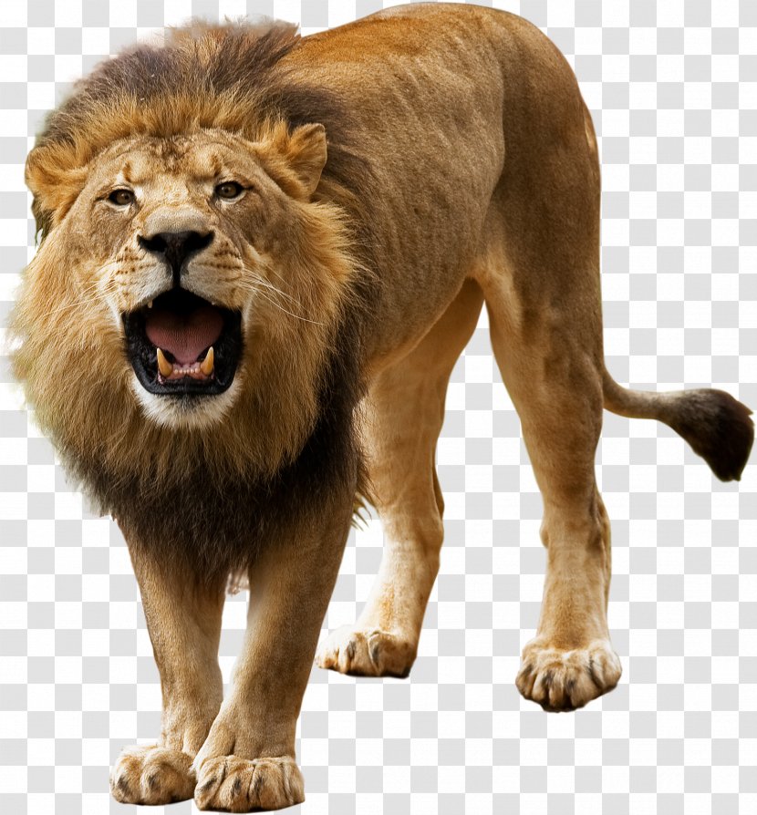 Lion Masai Wildlife Roar Transparent PNG