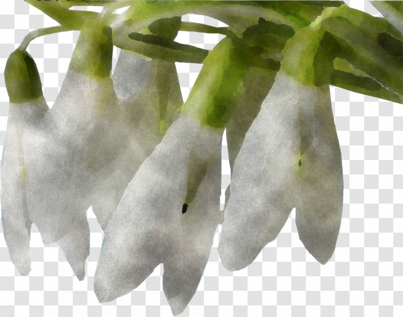 Flower White Plant Snowdrop Galanthus Transparent PNG