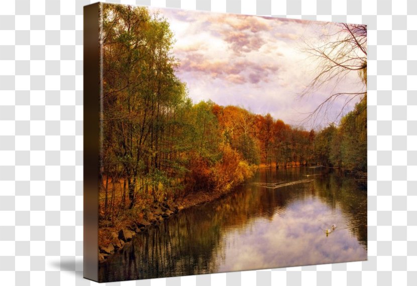 Painting Gallery Wrap River Picture Frames Bayou - Swan Lake Transparent PNG