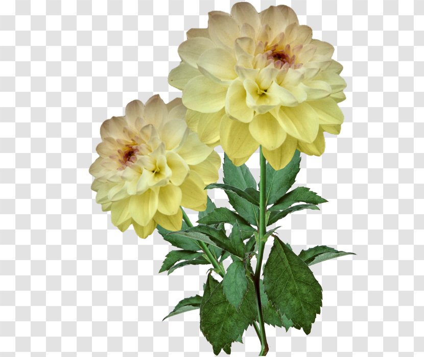 Dahlia Chrysanthemum Cut Flowers Annual Plant Herbaceous - Daisy Family - Spring Yellow Canola Flower Transparent PNG
