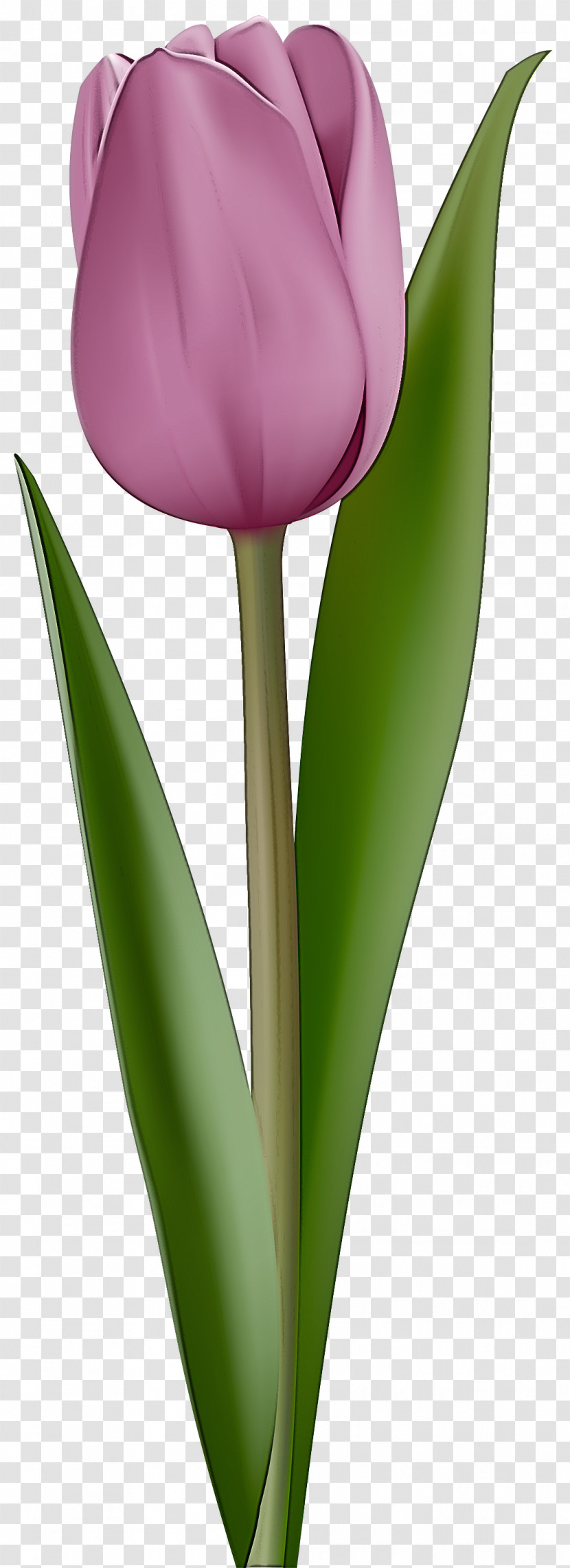 Tulip Flower Plant Petal Leaf Transparent PNG
