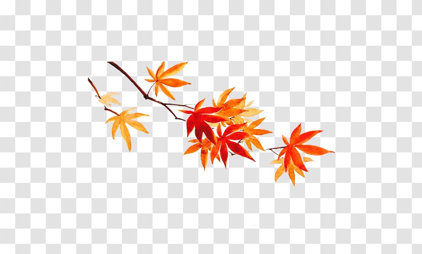 Maple Leaf Autumn - Watercolor Transparent PNG