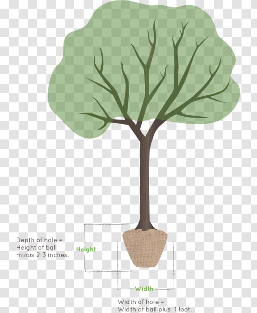 Plant Stem Leaf Flower - Branch - Design Transparent PNG