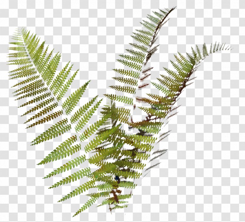 Cartoon Palm Tree - Ferns And Horsetails - Mimosa Tenuiflora Transparent PNG