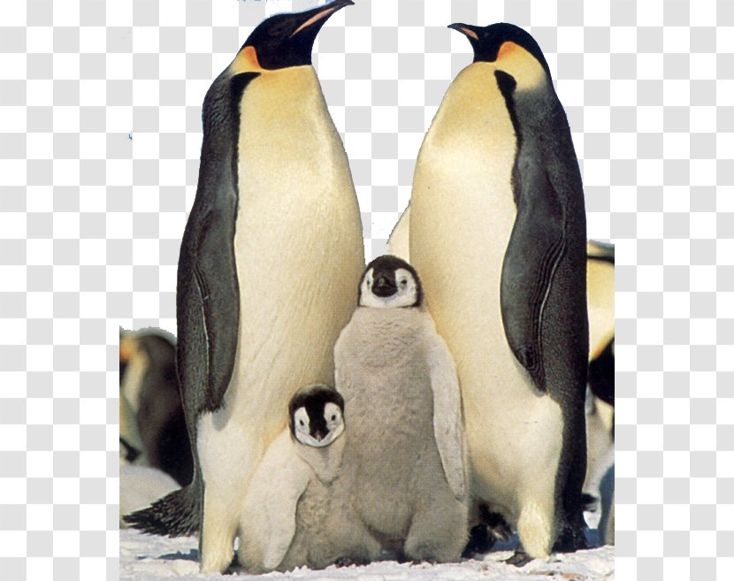 Snow Hill Island Antarctic Peninsula Emperor Penguin King - Plumage Transparent PNG