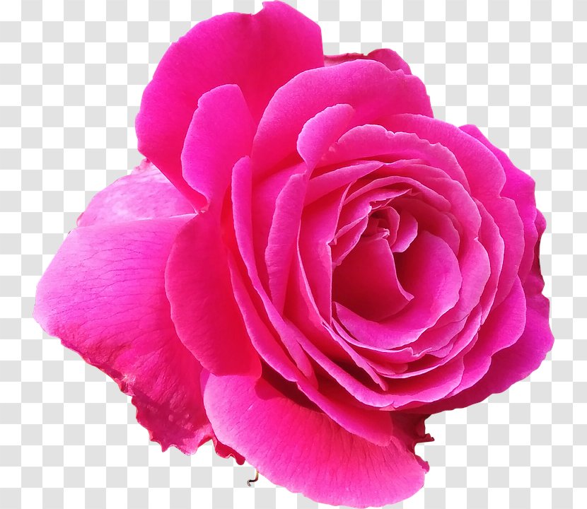 Magenta Flower Stock.xchng Pink Rose - Purple - A Roses Transparent PNG