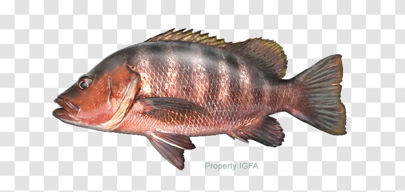 Tilapia Largemouth Bass Freshwater Fish Snapper - Game Transparent PNG