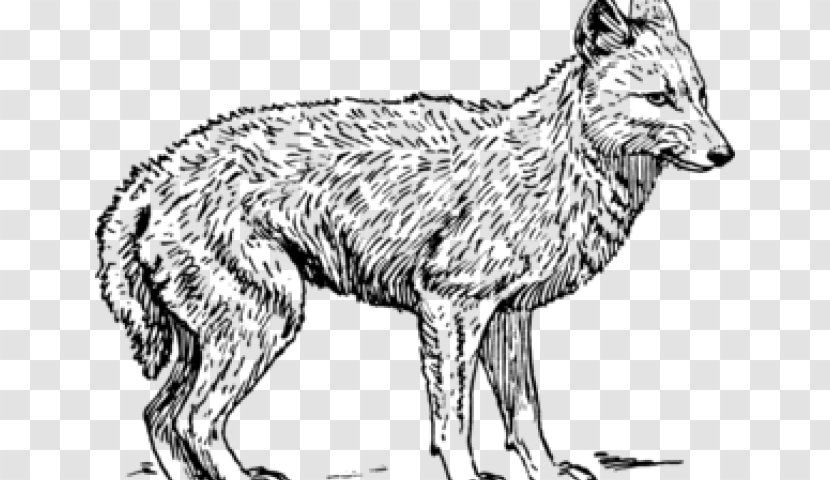 Fox Drawing - Canis - Dhole Wolfdog Transparent PNG