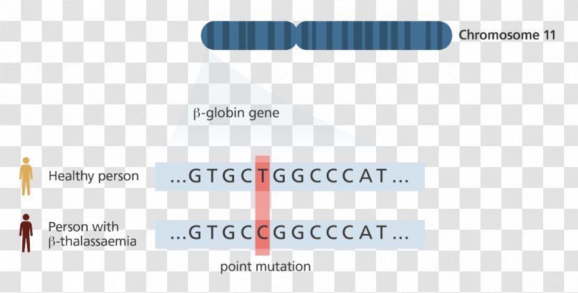 Genetics Genome Sequencing DNA - Text Transparent PNG
