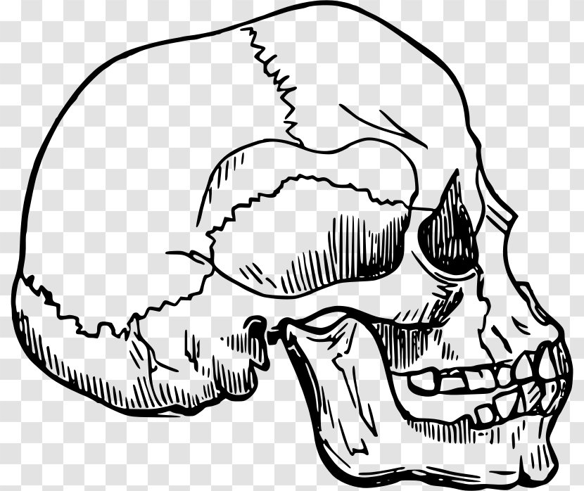 Skeleton Bone Homo Sapiens Drawing Clip Art - Heart Transparent PNG