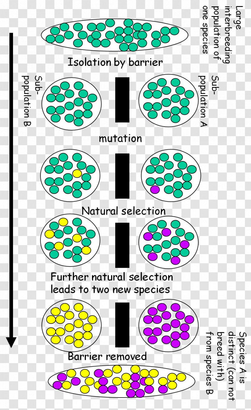 Speciation Geographical Isolation Biology Adaptation And Natural Selection - Tree Transparent PNG