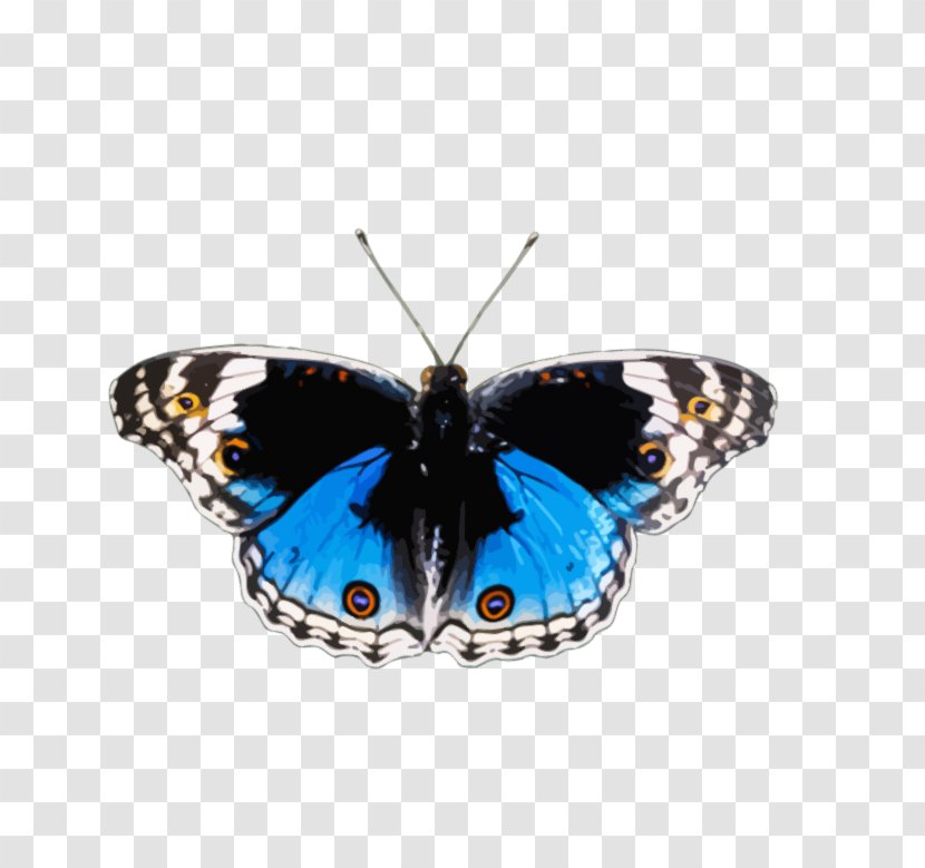 Brush-footed Butterflies Butterfly Insect And Bullets: Poetry, Essays Musings - Brushfooted Transparent PNG